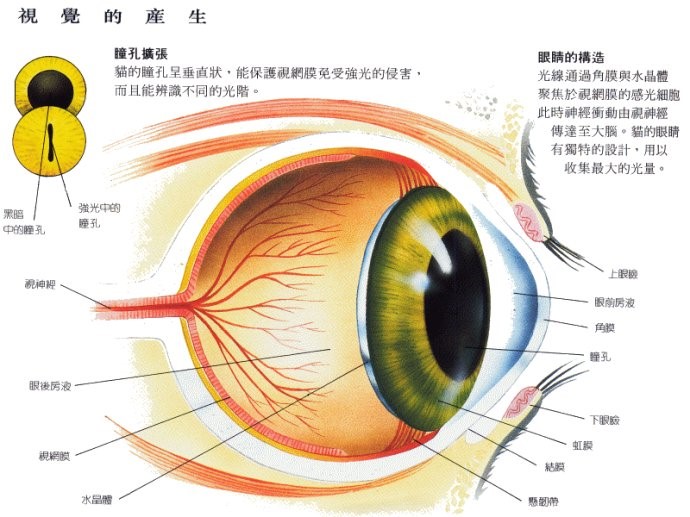 图2 猫咪眼睛的构造(图片来源于网络)