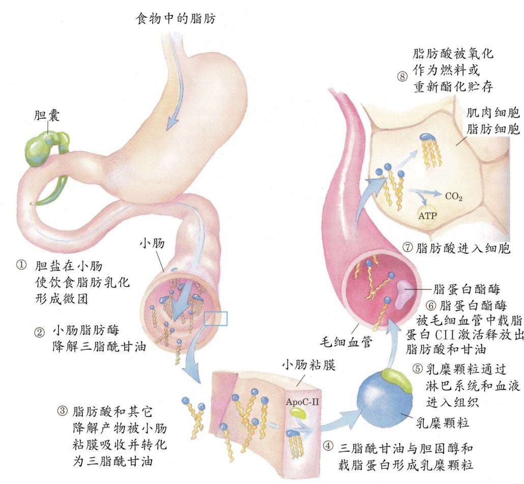 脂肪的消化吸收过程