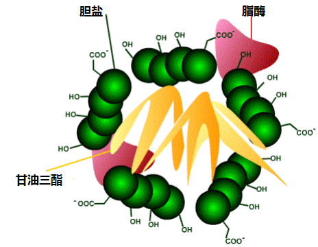 甘油三酯被脂解过程