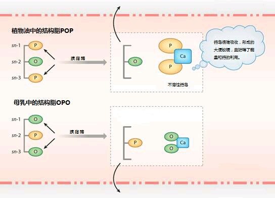 OPO与POP的不同命运