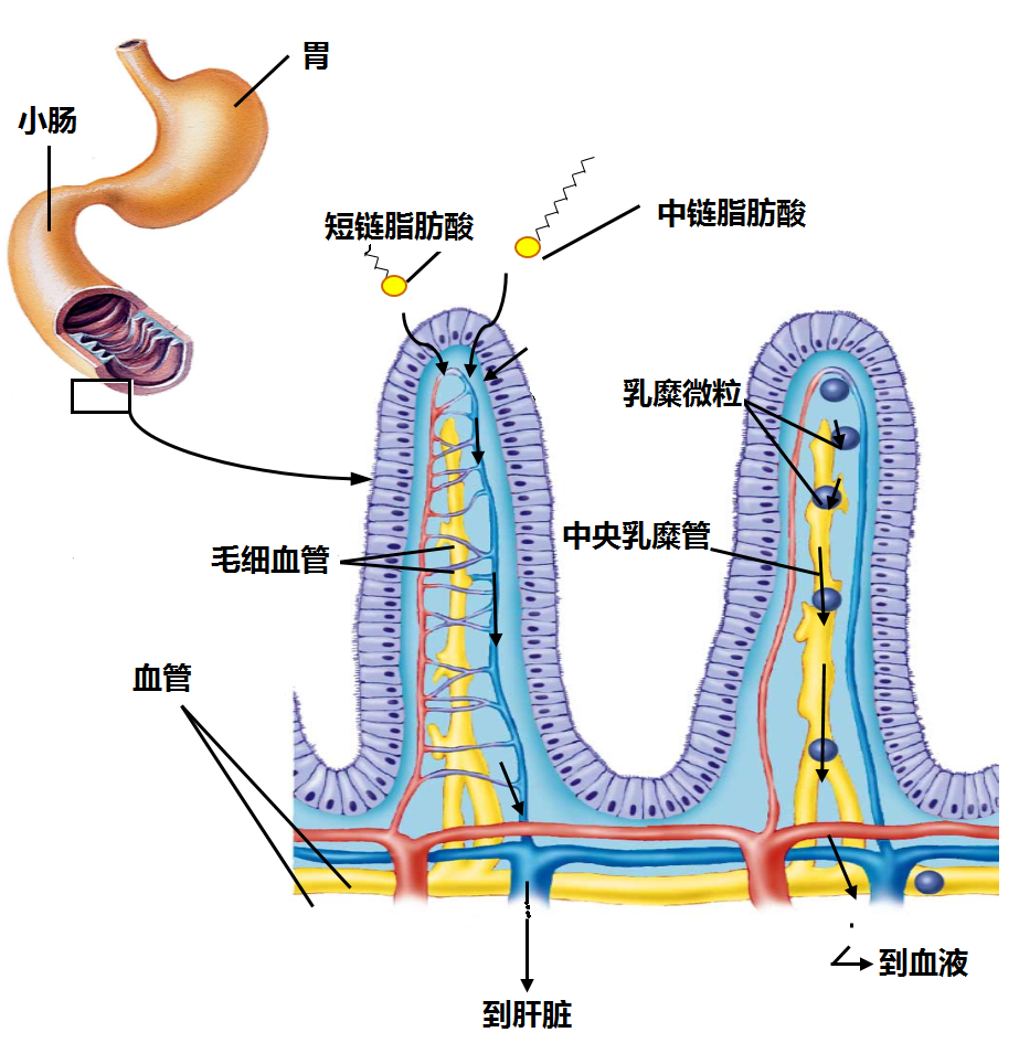 中短链脂肪酸的捷径