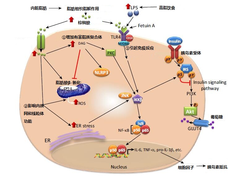 棕榈酸降低胰岛素敏感性
