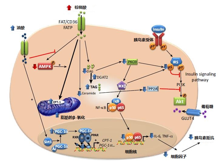 油酸增加胰岛素敏感性