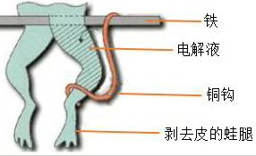 物理   公元1786年秋季的一天,意大利博洛尼亚大学的实验室里,伽伐尼