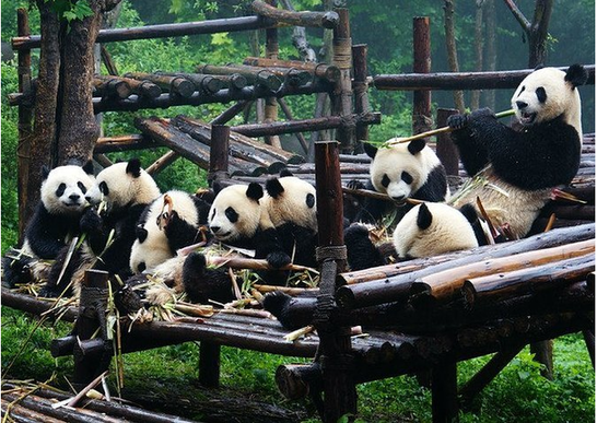大熊猫为什么吃竹子图片