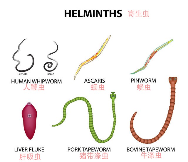 猪肉有钩虫高温都杀不死专家教你几招放心吃猪肉