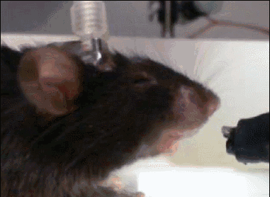 640 (3).gif