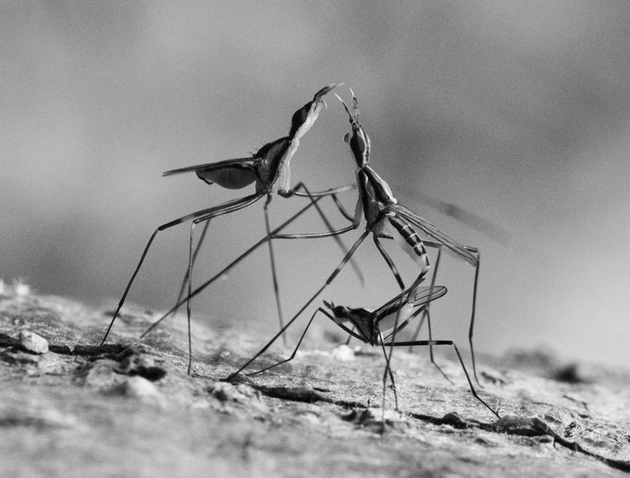 颠覆生物学经典概念：遗传不仅仅靠基因