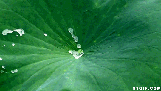 荷叶效应