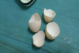 被丢弃的蛋壳现在有了新作用