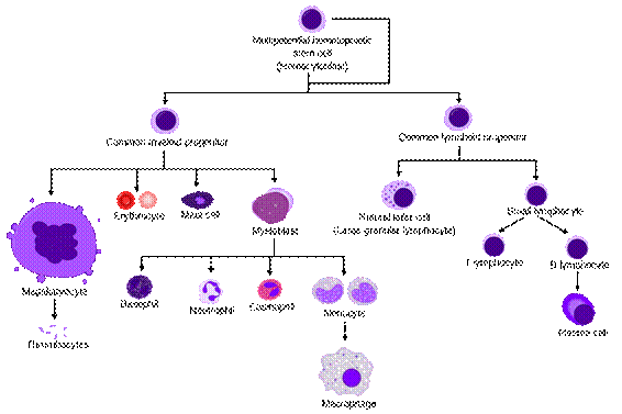 âhematopoietic stem cell differentiation treeâçå¾çæç´¢ç»æ
