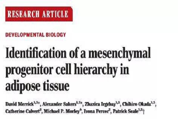 最新《科学》：脂肪细胞，请加油长！