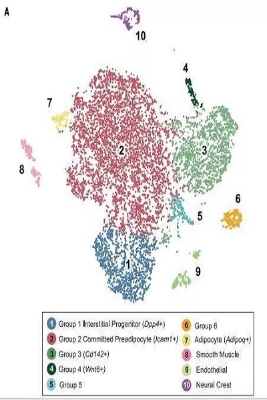 最新《科学》：脂肪细胞，请加油长！