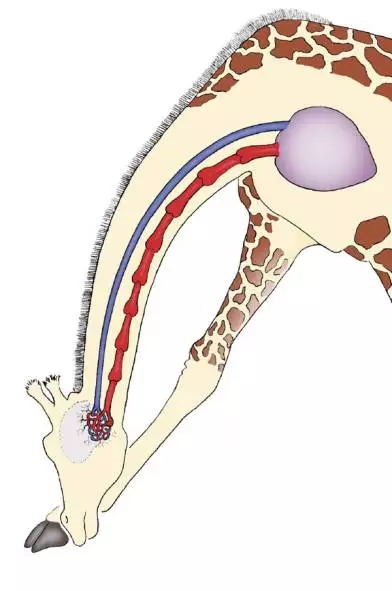 长颈鹿血压高得爆表,咋就没得脑溢血?